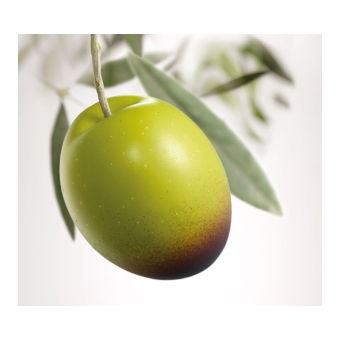 Raccolta Olive