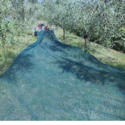 Rete raccolta olive antispina 8x50 m da 85 g/m² in HDPE vergine, con trama a nodo continuo, antisfilo e trattamento UV. Ideale per raccolta olive e frutta secca