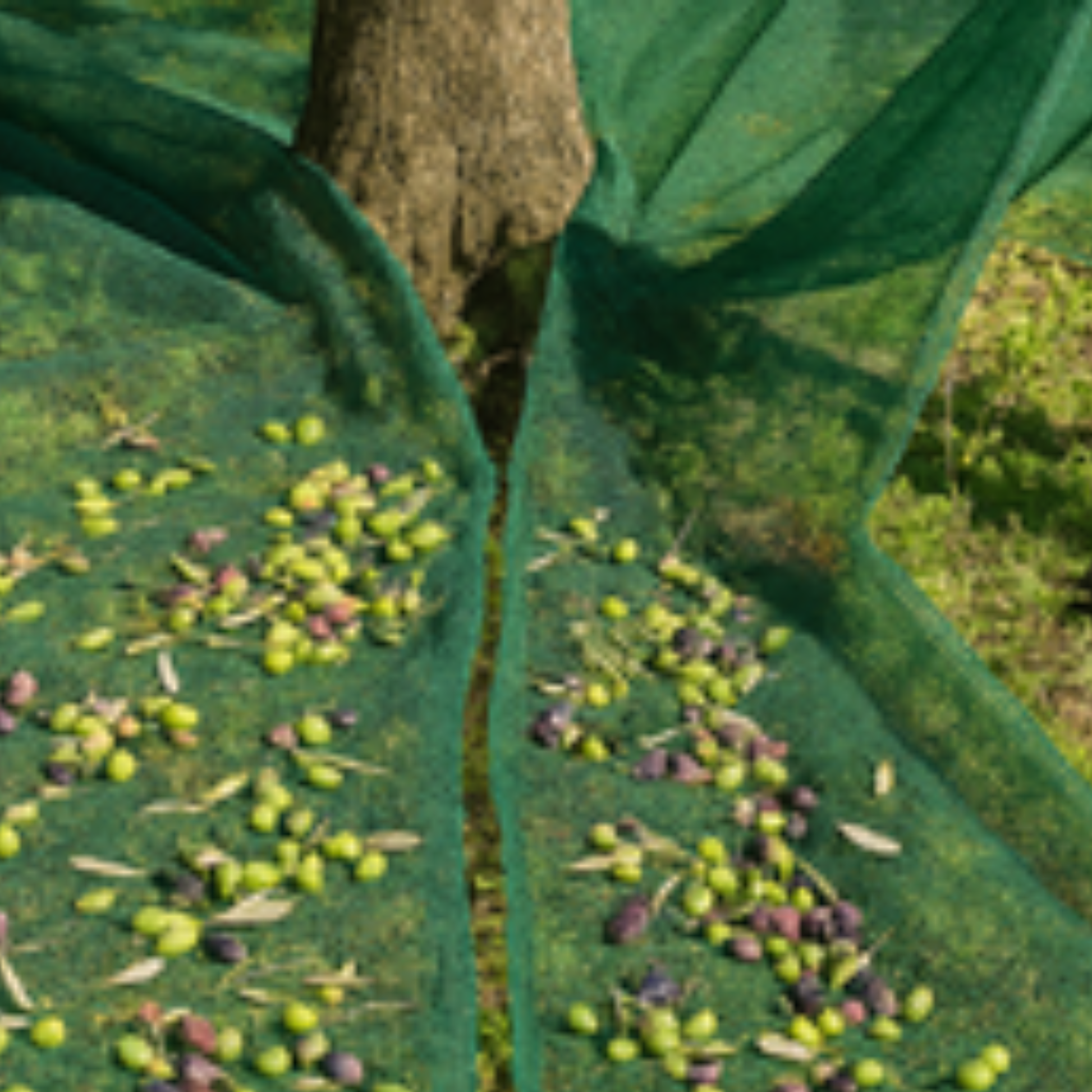 Rete olive 6x6 m antispina da 85 g/m² con spacco centrale. Modello Stars occhiellata, trattamento UV: robusta e resistente. Ideale per olive, noci e pistacchi. 
