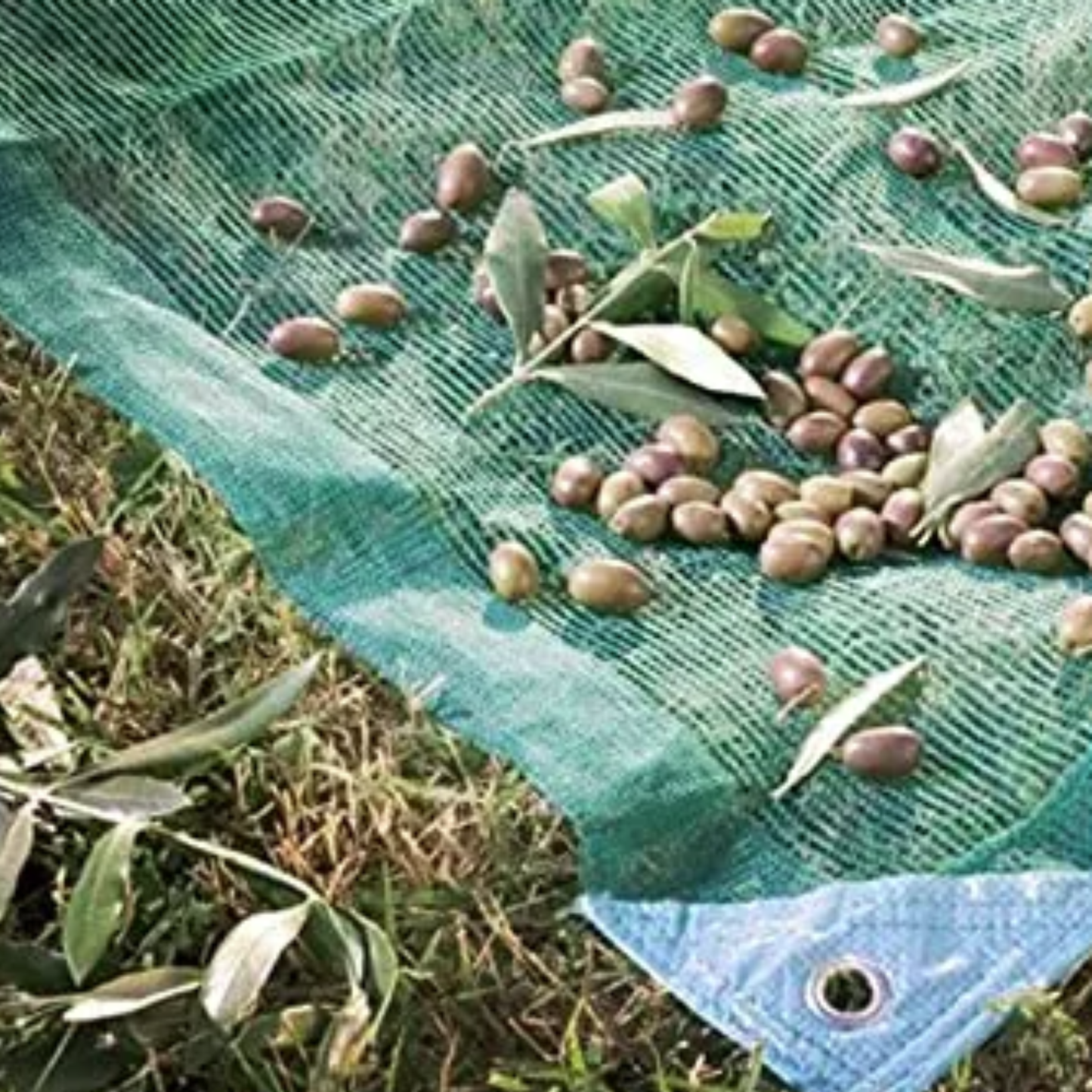 Rete olive 6x6 m antispina da 85 g/m² con spacco centrale. Modello Stars occhiellata, trattamento UV: robusta e resistente. Ideale per olive, noci e pistacchi. 